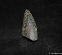 Inch Partial Tyrannosaurid Tooth, T-Rex #1270-1